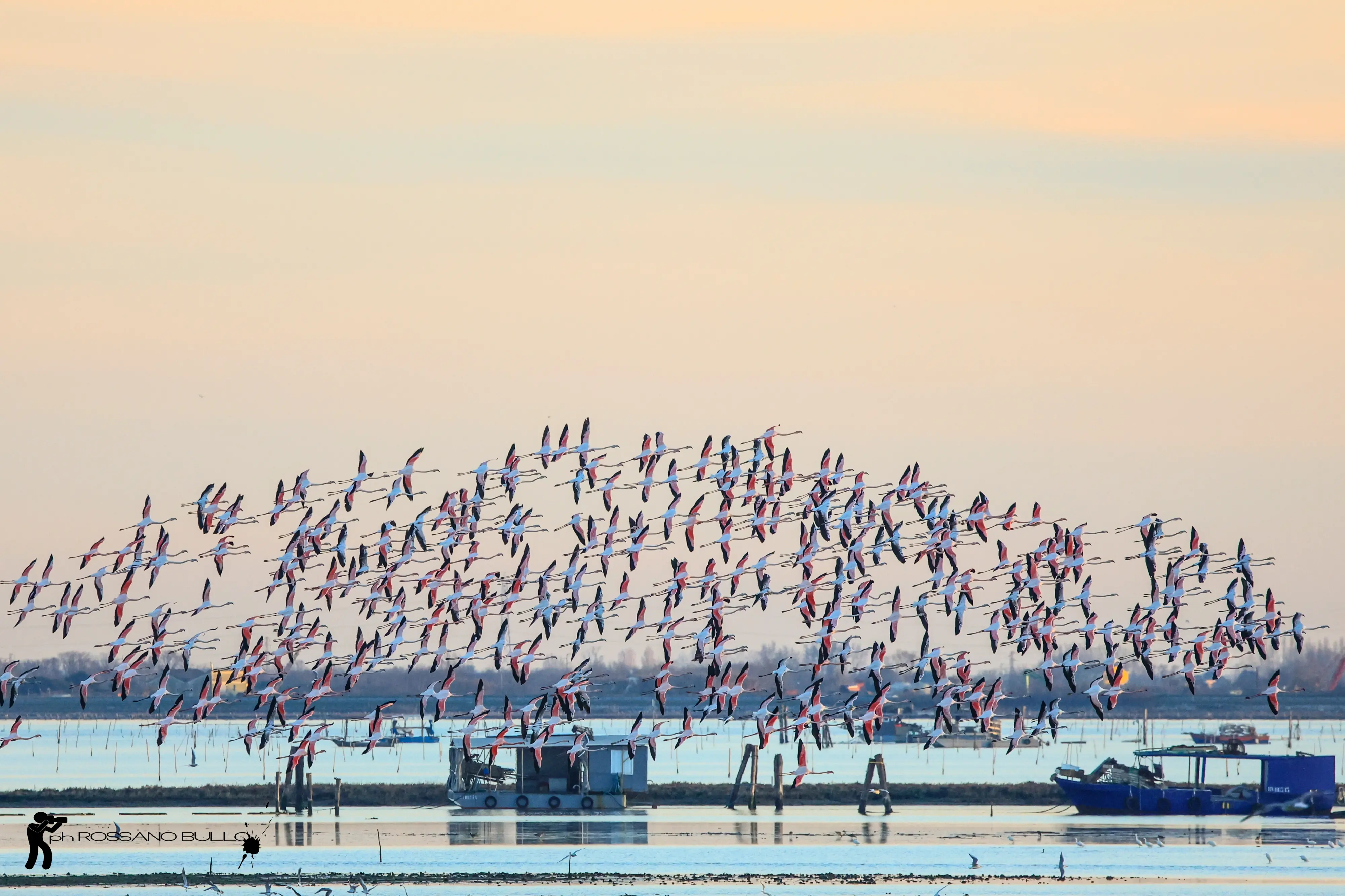 Una pennellata di rosa sull’azzurro della laguna di Chioggia. Sono ormai una presenza fissi gli eleganti fenicotteri rosa che da mesi colorano le acque della Val di Brenta. Facilmente visibili dal ponte translagunare, sono stati inconsapevoli modelli di fotografie scattate da residenti e viaggiatori. Immobili nelle acque, mentre spiccano il volo o col riflesso del tramonto. Tra i molti scatti, anche quelli diffusi in rete da Rossano Bullo che nei primi giorni di gennaio, riguardando le immagini catturate dal ponte translagunare, ha scorto anche un fenicottero con l’anello e su consiglio di un amico ne ha inviato un ingrandimento all'Ispra (Istituto superiore per la protezione e la ricerca ambientale) per scoprire la “storia” dell’animale. Si tratta di un fenicottero nato a Lio Piccolo (Venezia) nell’agosto 2013, migrato poi in Tunisia nel 2014, in Portogallo nel 2016, in Francia nel 2017, tornato quindi in Italia, a Foggia, a Rovigo, a Udine e ora a Chioggia. (testo di Elisabetta Boscolo Anzoletti)