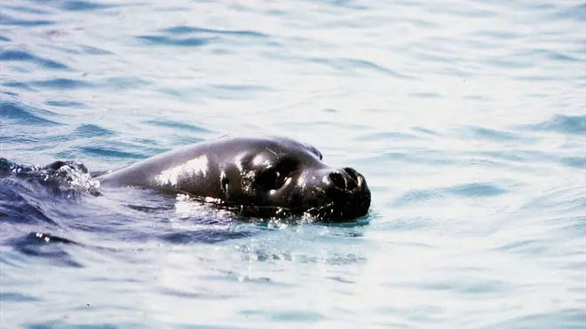 20100416 - AMBIENTE: WWF, BEN TORNATA FOCA MONACA, PLAUSO A PESCATORI - Una foto d'archivio di un esemplare di foca Monaca. Avvistamento eccezionale oggi di una foca monaca nelle acque dell'isola di Marettimo, isola siciliana che fa parte delle riserva marina delle isole Egadi a largo della costa di Trapani. Lo ha reso noto il ministero dell'Ambiente. ANSA / ji