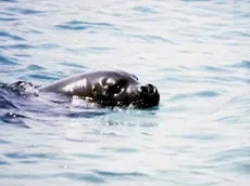 20100416 - AMBIENTE: WWF, BEN TORNATA FOCA MONACA, PLAUSO A PESCATORI - Una foto d'archivio di un esemplare di foca Monaca. Avvistamento eccezionale oggi di una foca monaca nelle acque dell'isola di Marettimo, isola siciliana che fa parte delle riserva marina delle isole Egadi a largo della costa di Trapani. Lo ha reso noto il ministero dell'Ambiente. ANSA / ji