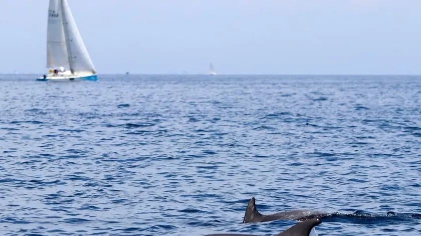 DE POLO - DINO TOMMASELLA - CAORLE - AVVISTAMENTO DI DELFINI