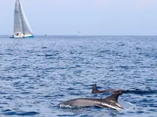 DE POLO - DINO TOMMASELLA - CAORLE - AVVISTAMENTO DI DELFINI