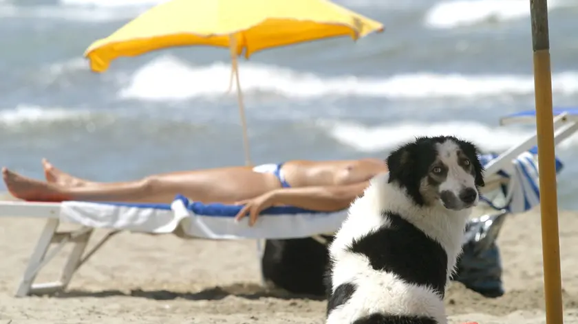 . Un cane si gode il fresco sotto l'ombrellone su una spiaggia in un'immagine di archivio del 9 luglio 2004. Il solleone estivo mette a dura prova anche gli animali da compagnia, e, col caldo di questi giorni, portare Fido in spiaggia nelle diverse bau-beach delle coste italiane puo' presentare dei rischi. ''Gli animali da compagnia - sottolineano i veterinari Enpa (Ente nazionale protezione animali) e Anmvi (Associazione nazionale medici veterinari italiani), sul sito www.vacanzebestiali.org - non hanno esigenze molto diverse da quelle dell'uomo. L'esposizione al sole e all'afa e' un fattore di rischio anche per loro''. ANSA / ETTORE FERRARI /