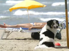 . Un cane si gode il fresco sotto l'ombrellone su una spiaggia in un'immagine di archivio del 9 luglio 2004. Il solleone estivo mette a dura prova anche gli animali da compagnia, e, col caldo di questi giorni, portare Fido in spiaggia nelle diverse bau-beach delle coste italiane puo' presentare dei rischi. ''Gli animali da compagnia - sottolineano i veterinari Enpa (Ente nazionale protezione animali) e Anmvi (Associazione nazionale medici veterinari italiani), sul sito www.vacanzebestiali.org - non hanno esigenze molto diverse da quelle dell'uomo. L'esposizione al sole e all'afa e' un fattore di rischio anche per loro''. ANSA / ETTORE FERRARI /