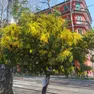 mestre, l'albero di mimosa di via cappuccina