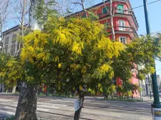 mestre, l'albero di mimosa di via cappuccina