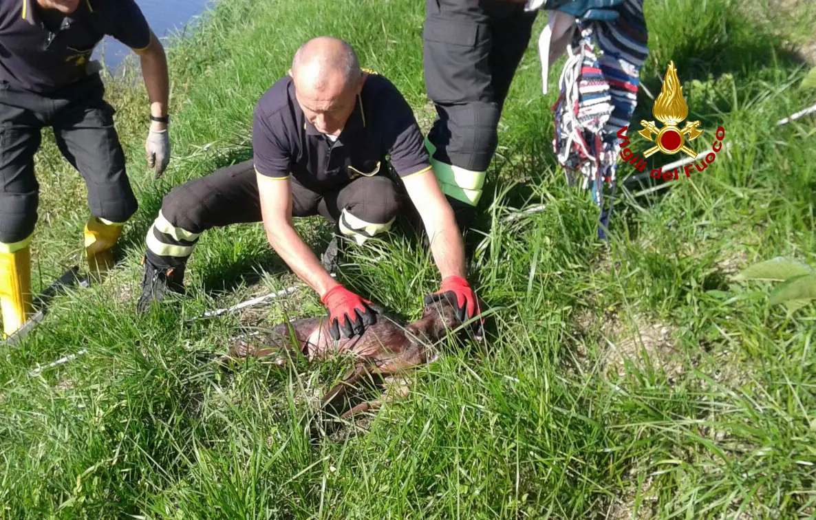 Le operazioni di salvataggio dei cane da parte dei vigili del fuoco