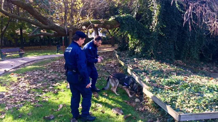 Il cane antidroga Kuma in azione