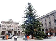 SAN DONA' DI P. - DINO TOMMASELLA - COLUCCI - POSIZIONAMENTO DEL GRANDE ALBERO DI NATALE IN PIAZZA INPIDENDENZA