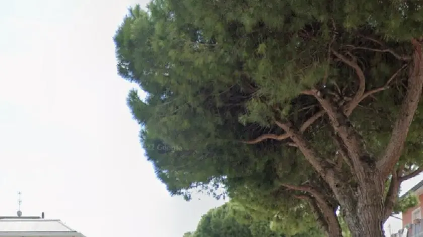 I pini lungo Corso del Sole, la strada principale di Bibione, che collega l’ingresso al centro storico