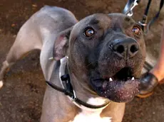 20060424 - MILANO - CRO - CANE DI GROSSA STAZZA AGGREDISCE ANZIANA A MILANO..LA DONNA NON E' GRAVE ..Una foto di archivio del 17 Settembre 2003 di un cane pitbull. Una anziana e' stata aggredita per strada, questa mattina a Milano, da un cane di grossa stazza, un incrocio di un pitbull e un boxer. Morsa al capo, al collo, a una mano e a un orecchio, la donna e' stata medicata e dimessa dall'ospedale, mentre il proprietario dell'animale, gia' conosciuto dalla polizia, e' stato denunciato per ora perche' non voleva dare i suoi documenti. ZAMPETTI ARCHIVIO ANSA/DEF