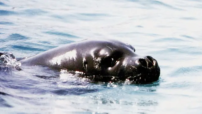 20100416 - AMBIENTE: WWF, BEN TORNATA FOCA MONACA, PLAUSO A PESCATORI - Una foto d'archivio di un esemplare di foca Monaca. Avvistamento eccezionale oggi di una foca monaca nelle acque dell'isola di Marettimo, isola siciliana che fa parte delle riserva marina delle isole Egadi a largo della costa di Trapani. Lo ha reso noto il ministero dell'Ambiente. ANSA / ji