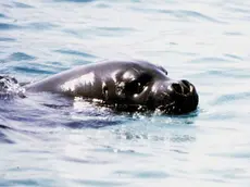 20100416 - AMBIENTE: WWF, BEN TORNATA FOCA MONACA, PLAUSO A PESCATORI - Una foto d'archivio di un esemplare di foca Monaca. Avvistamento eccezionale oggi di una foca monaca nelle acque dell'isola di Marettimo, isola siciliana che fa parte delle riserva marina delle isole Egadi a largo della costa di Trapani. Lo ha reso noto il ministero dell'Ambiente. ANSA / ji