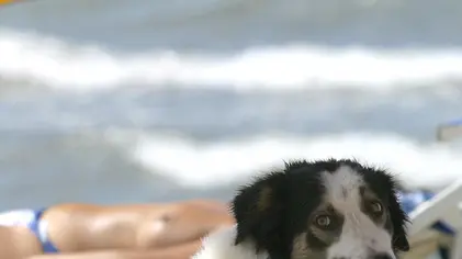 . Un cane si gode il fresco sotto l'ombrellone su una spiaggia in un'immagine di archivio del 9 luglio 2004. Il solleone estivo mette a dura prova.anche gli animali da compagnia, e, col caldo di questi giorni,.portare Fido in spiaggia nelle diverse bau-beach delle coste.italiane puo' presentare dei rischi. ''Gli animali da compagnia.- sottolineano i veterinari Enpa (Ente nazionale protezione.animali) e Anmvi (Associazione nazionale medici veterinari.italiani), sul sito www.vacanzebestiali.org - non hanno.esigenze molto diverse da quelle dell'uomo. L'esposizione al.sole e all'afa e' un fattore di rischio anche per loro''... ANSA / ETTORE FERRARI /