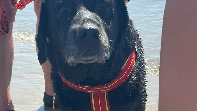 Morta Fiamma, il cane bagnino che salvava i turisti in spiaggia a Caorle