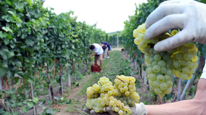 Un momento della preparazione della vendemmia in una foto d'archivio. ANSA