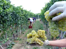 Un momento della preparazione della vendemmia in una foto d'archivio. ANSA