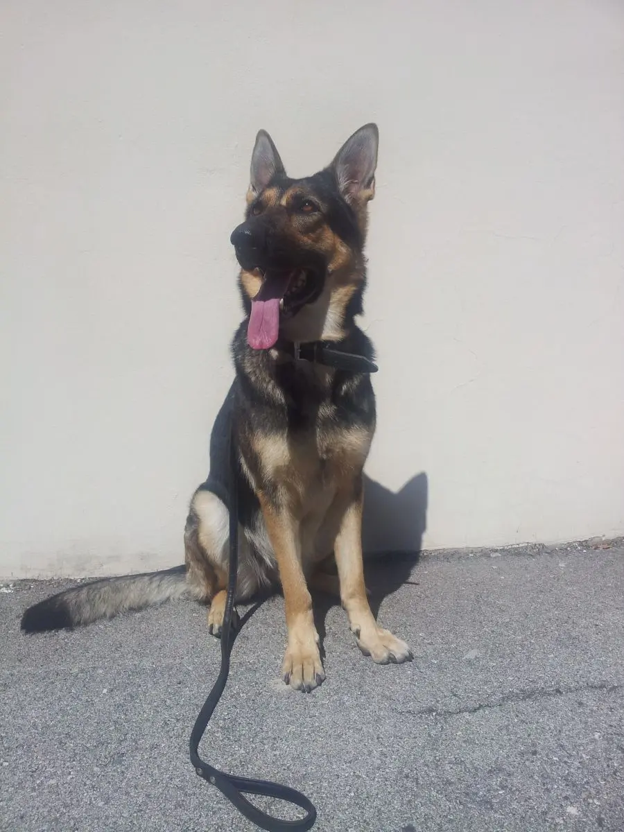 Kuma, il primo cane antidroga del corpodella Polizia municpale: altri due in arrivo