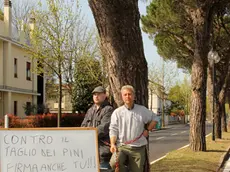 JESOLO - DINO TOMMASELLA - COLUCCI - PROTESTA E RACCOLTA FIRME CONTRO TAGLIO PINI MARINI VIA PINDEMONTE