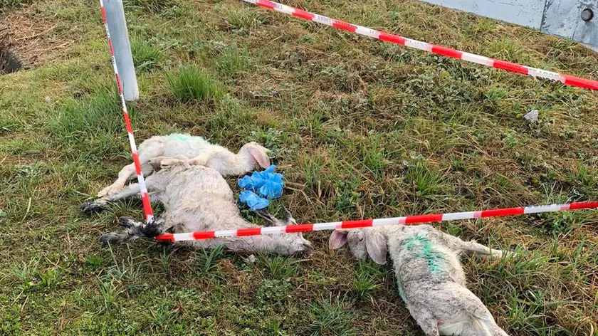 Alcuni degli agnellini trovati morti
