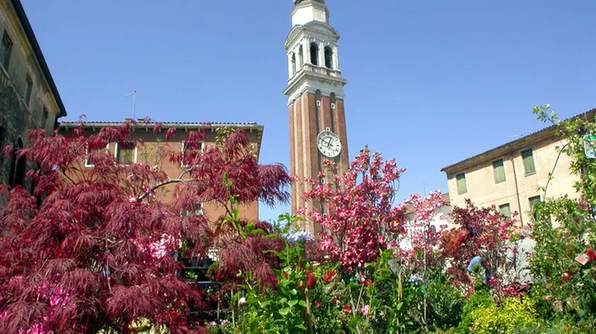 25 aprile 2004..Mirano (VE)...Fiori a Mirano...(c) Light Image Studio.