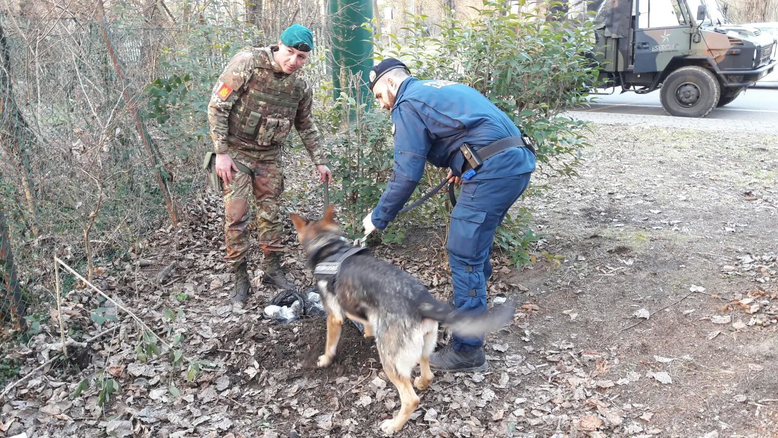 Controlli con Kuma: sequestrato mezzo chilo di marijuana al Parco Albanese, sotto 55 cm di terra