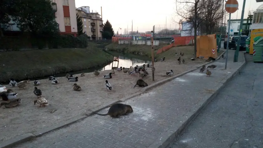 Nutrie in pieno centro a Mestre, nella zona di via Olimpia