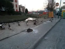 Nutrie in pieno centro a Mestre, nella zona di via Olimpia