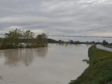 Il Livenza quasi all’altezza della strada. Da ieri sta scendendo