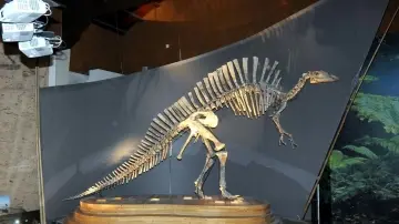 Il dinosauro esposto al Museo di Storia Naturale