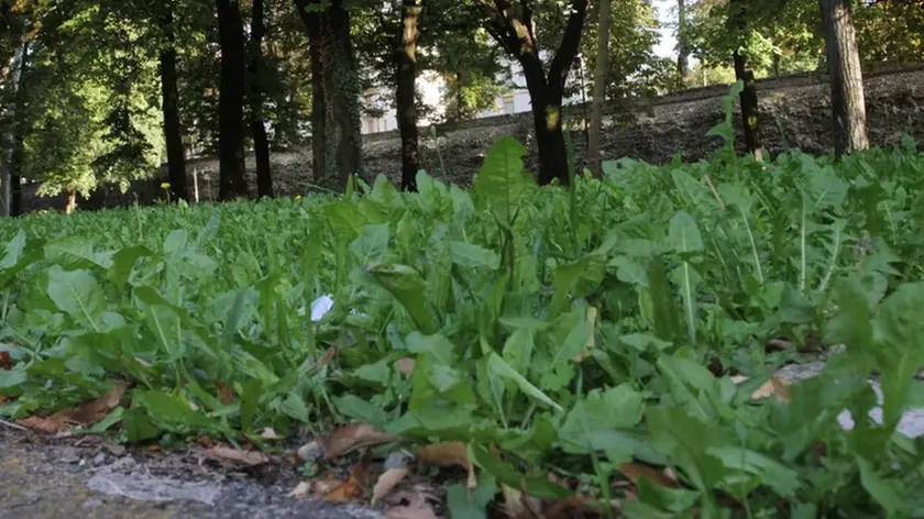 TOME' TREVISO VERDE E DEGRADO IN CITTA', IN FOTO I GIARDINI ''GIUSEPPE MAZZOTTI '' A FRA' GIOCONDO