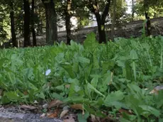 TOME' TREVISO VERDE E DEGRADO IN CITTA', IN FOTO I GIARDINI ''GIUSEPPE MAZZOTTI '' A FRA' GIOCONDO