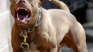I pitbull sono una razza tristemente famosa