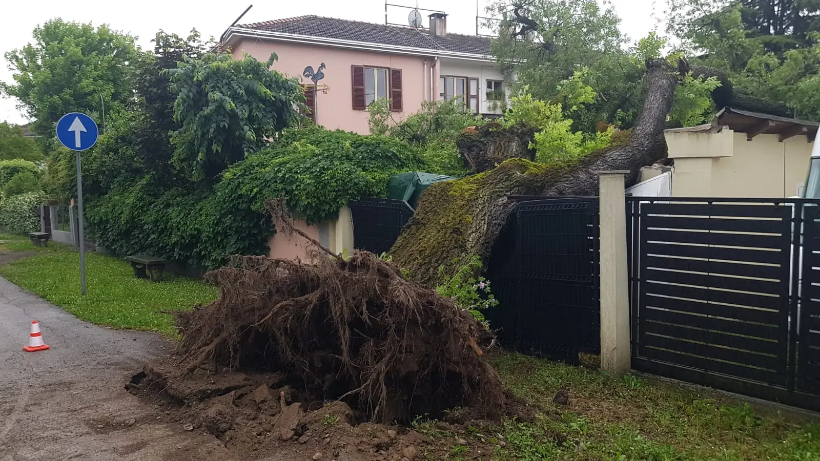 L'albero caduto in via Forlanini a San Donà