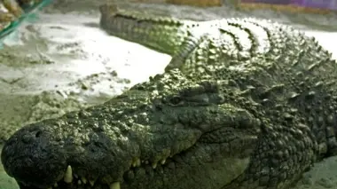 «Godzilla» il coccodrillo del Nilo al Tropical Park di Jesolo
