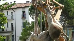 La carcassa del toro dopo l’abbattimento