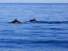 DE POLO -CAORLE -DINO TOMMASELLA - FOTO DI FINOTTO STEFANO DELL'AVVISTAMENTO DI DELFINI