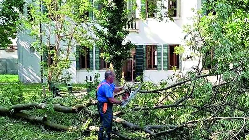 Un albero caduto in Villa Concina a Dolo