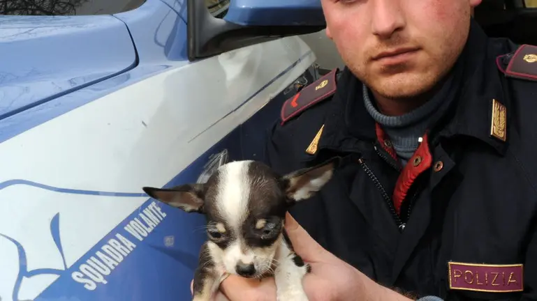 20100227 - TORINO - CLJ - ANIMALI: 15 CHIWAWA IN SCATOLE CARTONE, 3 UNGHERESI DENUNCIATI. Tre cittadini ungheresi sono stati denunciati dalle volanti della polizia di Torino per maltrattamento nei confronti di animali: all'interno della loro auto, infatti, trasportavano, in tre scatole di cartone, 15 cuccioli di chiwawa di eta' inferiore a 60 giorni, con documenti di vendita contraffatti. La legge, infatti, prevede che al di sotto di questa eta' sia impossibile cederli, in quanto, non essendo concluso lo svezzamento, non hanno sviluppato ancora le difese immunitarie per essere venduti. ANSA/TONINO DI MARCO/DRN