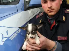 20100227 - TORINO - CLJ - ANIMALI: 15 CHIWAWA IN SCATOLE CARTONE, 3 UNGHERESI DENUNCIATI. Tre cittadini ungheresi sono stati denunciati dalle volanti della polizia di Torino per maltrattamento nei confronti di animali: all'interno della loro auto, infatti, trasportavano, in tre scatole di cartone, 15 cuccioli di chiwawa di eta' inferiore a 60 giorni, con documenti di vendita contraffatti. La legge, infatti, prevede che al di sotto di questa eta' sia impossibile cederli, in quanto, non essendo concluso lo svezzamento, non hanno sviluppato ancora le difese immunitarie per essere venduti. ANSA/TONINO DI MARCO/DRN