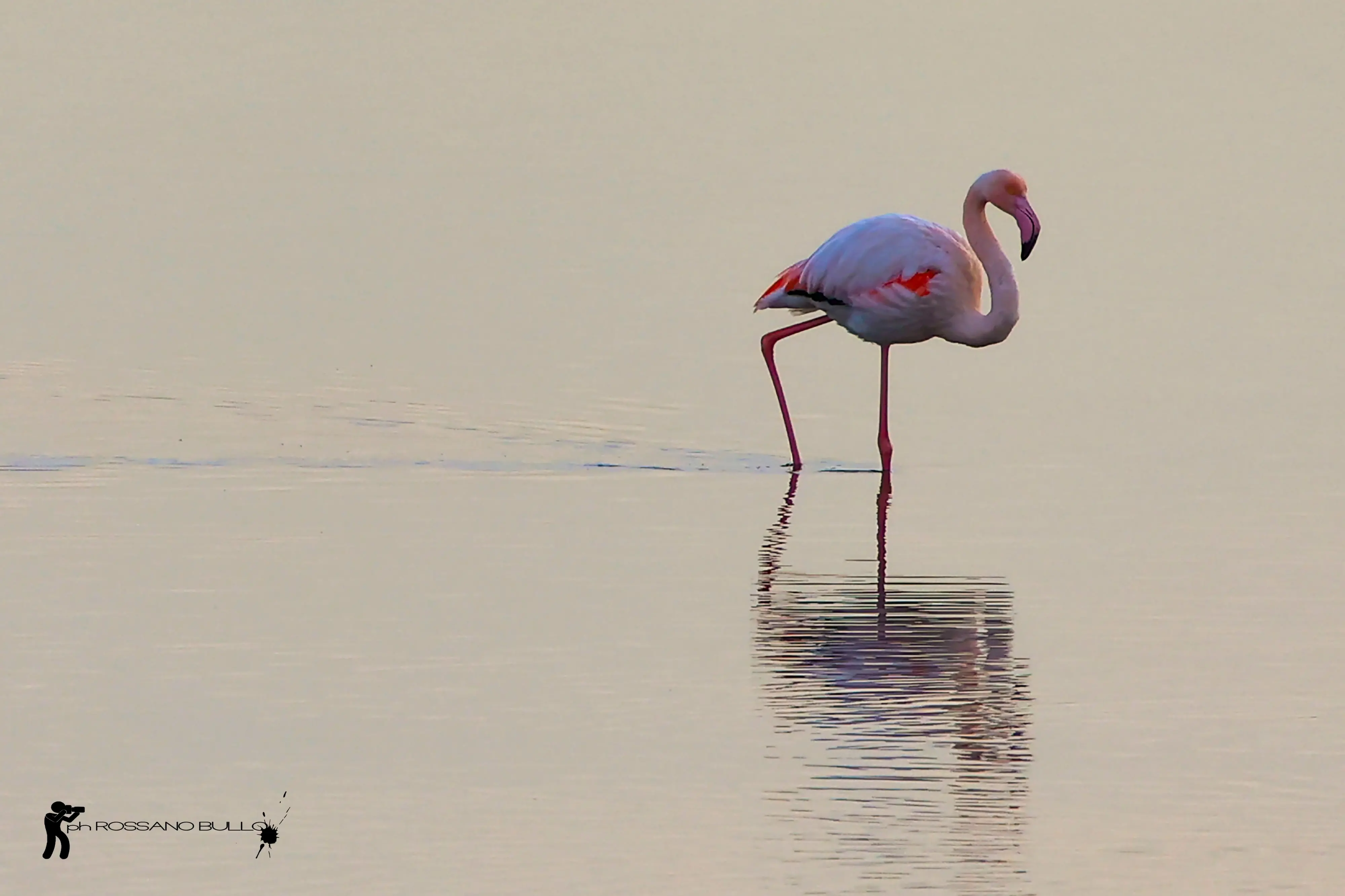 Una pennellata di rosa sull’azzurro della laguna di Chioggia. Sono ormai una presenza fissi gli eleganti fenicotteri rosa che da mesi colorano le acque della Val di Brenta. Facilmente visibili dal ponte translagunare, sono stati inconsapevoli modelli di fotografie scattate da residenti e viaggiatori. Immobili nelle acque, mentre spiccano il volo o col riflesso del tramonto. Tra i molti scatti, anche quelli diffusi in rete da Rossano Bullo che nei primi giorni di gennaio, riguardando le immagini catturate dal ponte translagunare, ha scorto anche un fenicottero con l’anello e su consiglio di un amico ne ha inviato un ingrandimento all'Ispra (Istituto superiore per la protezione e la ricerca ambientale) per scoprire la “storia” dell’animale. Si tratta di un fenicottero nato a Lio Piccolo (Venezia) nell’agosto 2013, migrato poi in Tunisia nel 2014, in Portogallo nel 2016, in Francia nel 2017, tornato quindi in Italia, a Foggia, a Rovigo, a Udine e ora a Chioggia. (testo di Elisabetta Boscolo Anzoletti)
