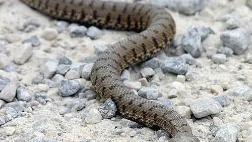Una vipera