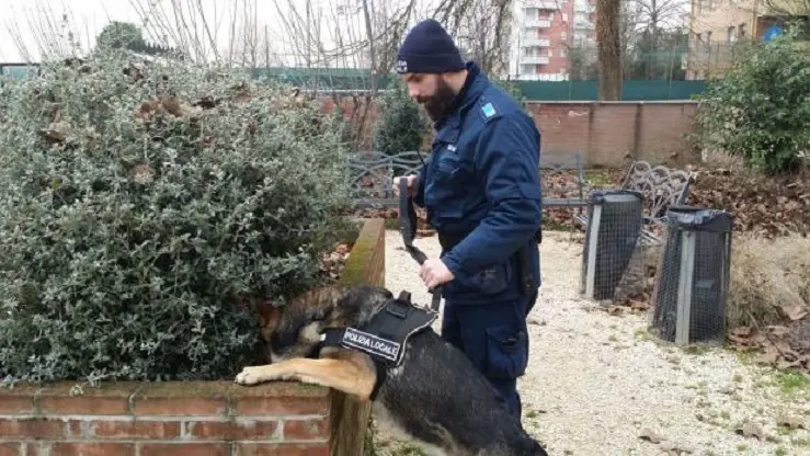 Il cane antidroga Kuma mentre trova la droga al Parco Albanese