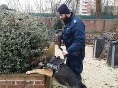 Il cane antidroga Kuma mentre trova la droga al Parco Albanese