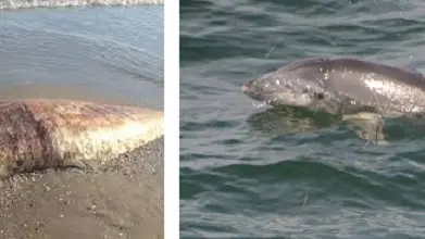 Il delfino spiaggiato a Punta Sabbioni e uno degli esemplari avvistati davanti al Cavallino