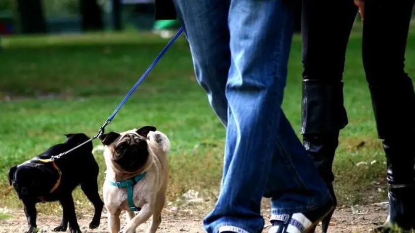 - L'INIZIATIVA Uno spazio per i cani al parco di Roncajette