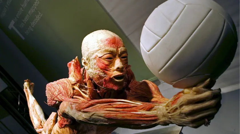 Uno dei corpi plastilinati in mostra a "Real Bodies" a Venezia in estate