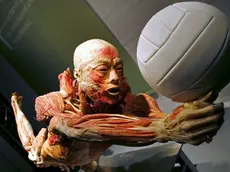 Uno dei corpi plastilinati in mostra a "Real Bodies" a Venezia in estate