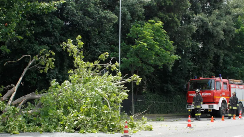 Albero caduto in via Miranese, Mestre