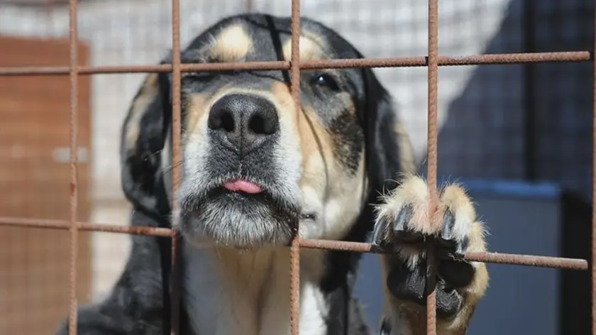 Tutti i cani dovranno essere registrati all'anagrafe canina