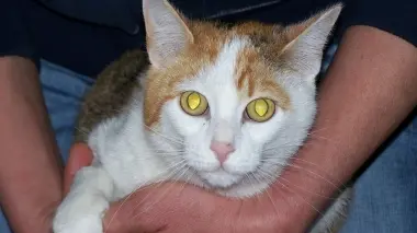 Un bel gattino
